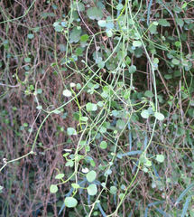 Scandia geniculata