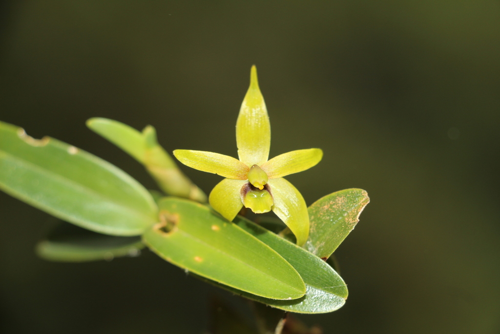 Maxillaria gerardi