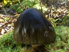 Amanita pekeoides
