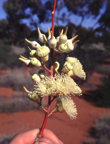 Desert Boongul (Eucalyptus hypolaena)