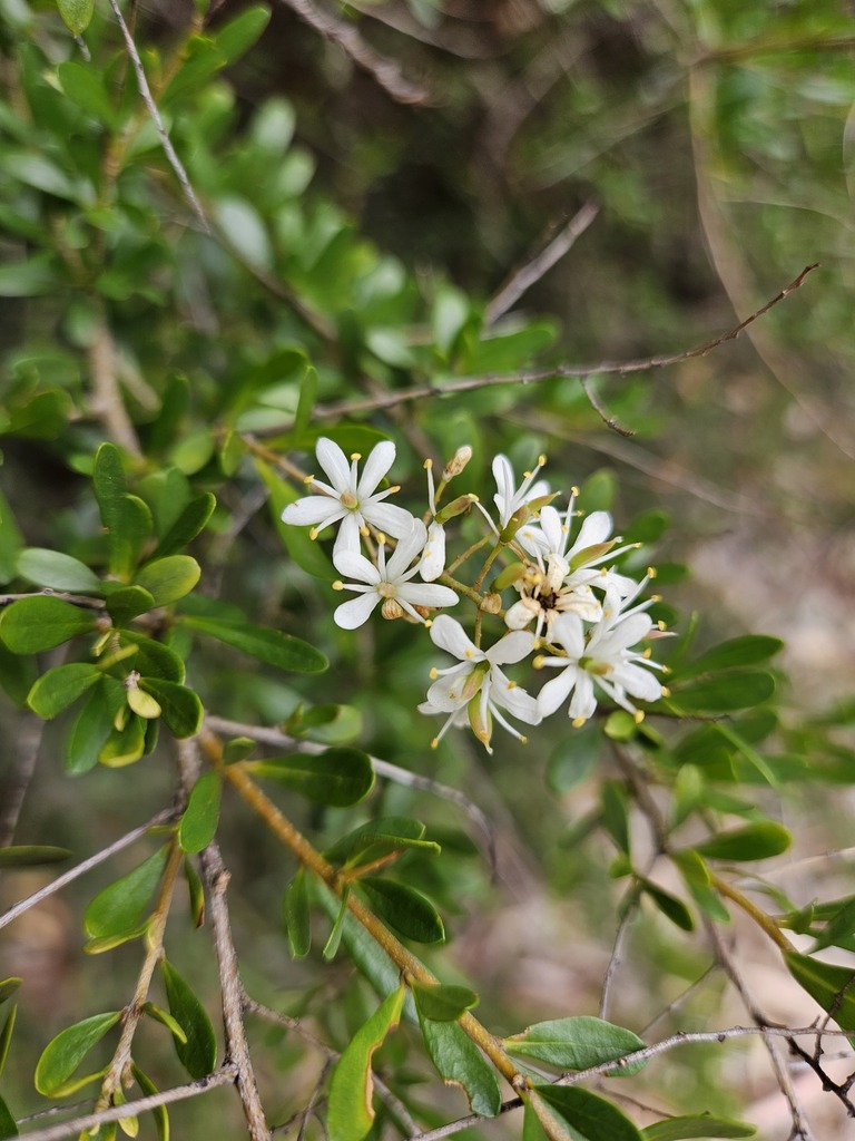 Australian Blackthorn