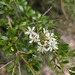 Bursaria spinosa - Photo (c) David Spencer Muirhead,  זכויות יוצרים חלקיות (CC BY-NC), הועלה על ידי David Spencer Muirhead