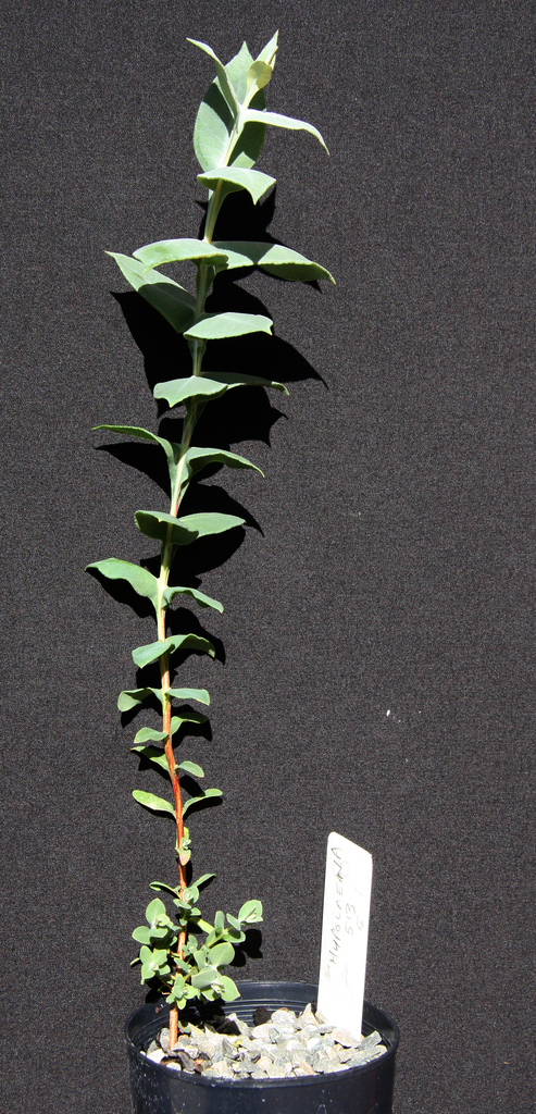 Eucalyptus hypolaena L.A.S.Johnson & K.D.Hill 3