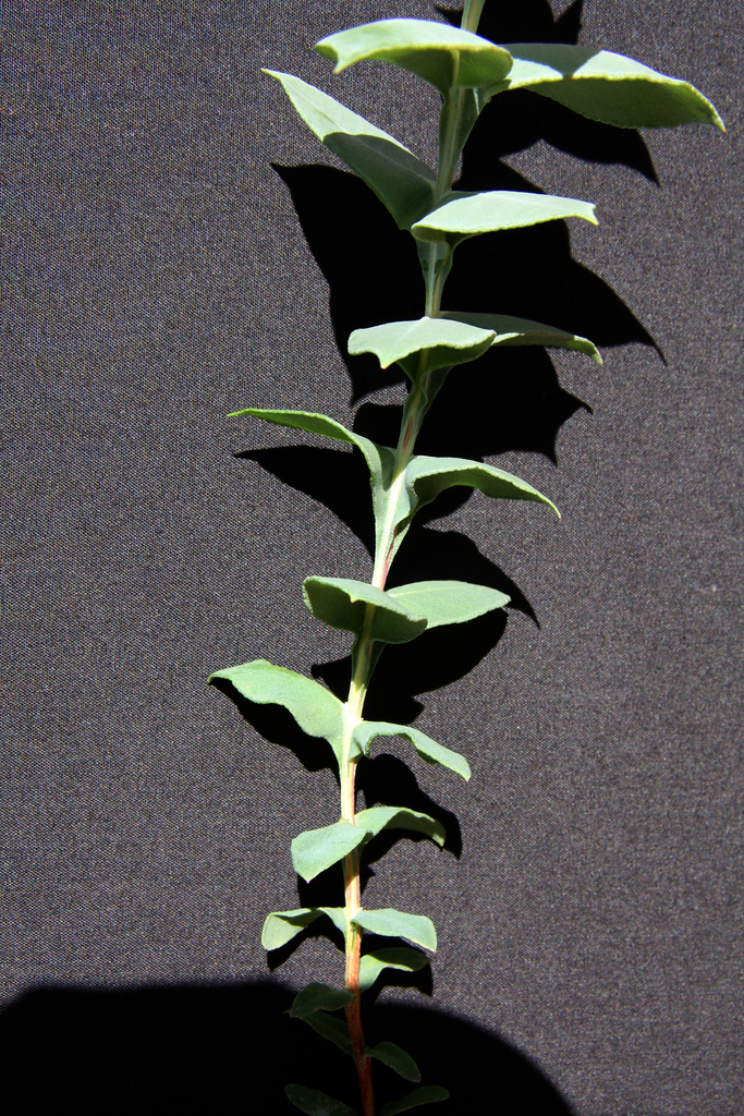 Eucalyptus hypolaena L.A.S.Johnson & K.D.Hill 4