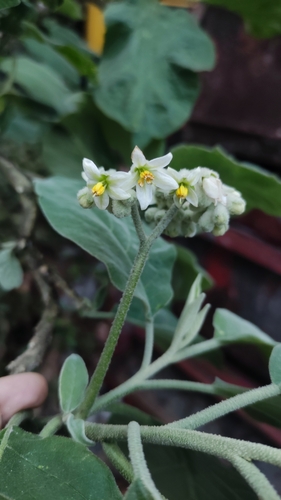 potato tree