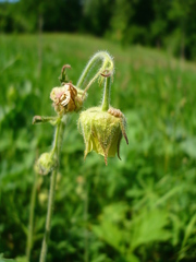 Geum × intermedium