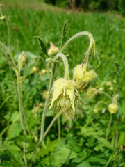 Geum × intermedium