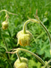 Geum × intermedium