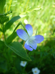 Viola elatior