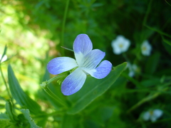 Viola elatior