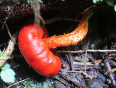Leratiomyces erythrocephalus