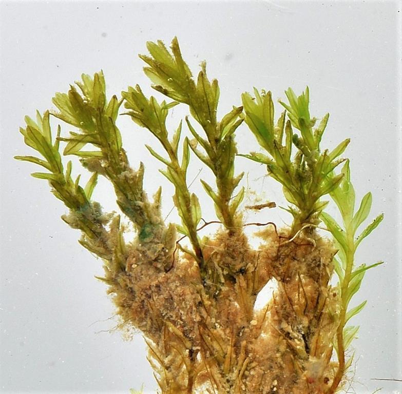 Hydrogonium bolleanum (Hydrogonium bolleanum)
