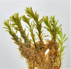 Hydrogonium bolleanum