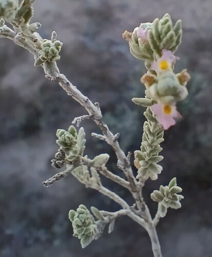 Lippia fastigiata, photograph 2