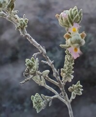 Lippia fastigiata, photograph (c) Jose Luis Leon de la Luz, some rights reserved (CC BY)
