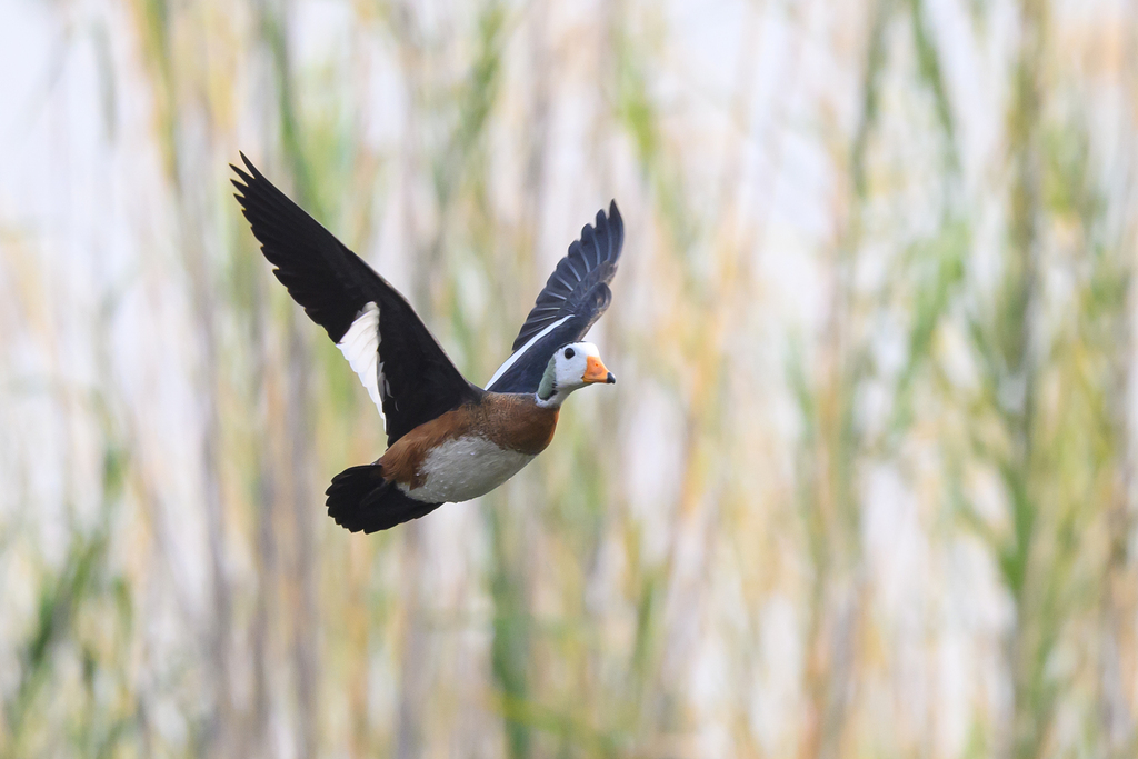 African Pygmy-Goose