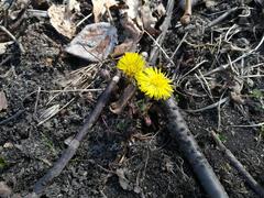 Tussilago farfara