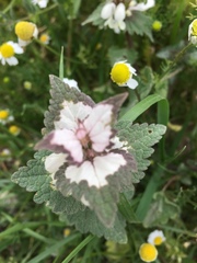 Lamium moschatum