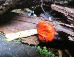 Leratiomyces erythrocephalus