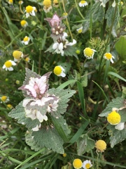 Lamium moschatum