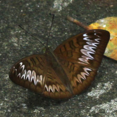 Tanaecia