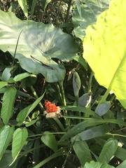 Alocasia macrorrhizos