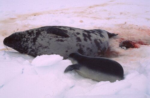 Hooded Seal