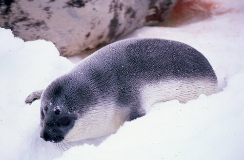 Hooded Seal