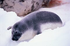Hooded Seal photo 1