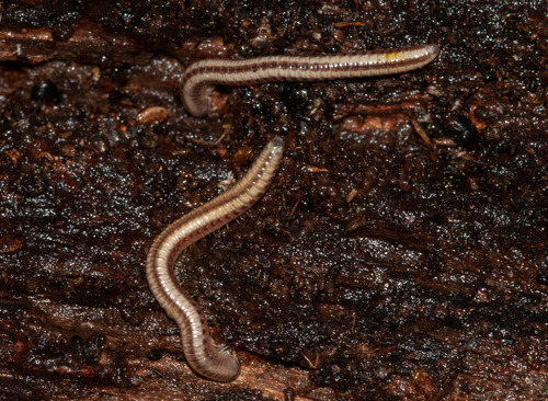 Spirobolellidae