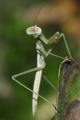 Mantodea
