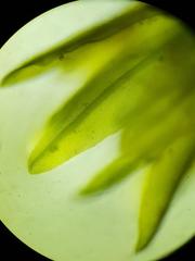 Hydrogonium bolleanum