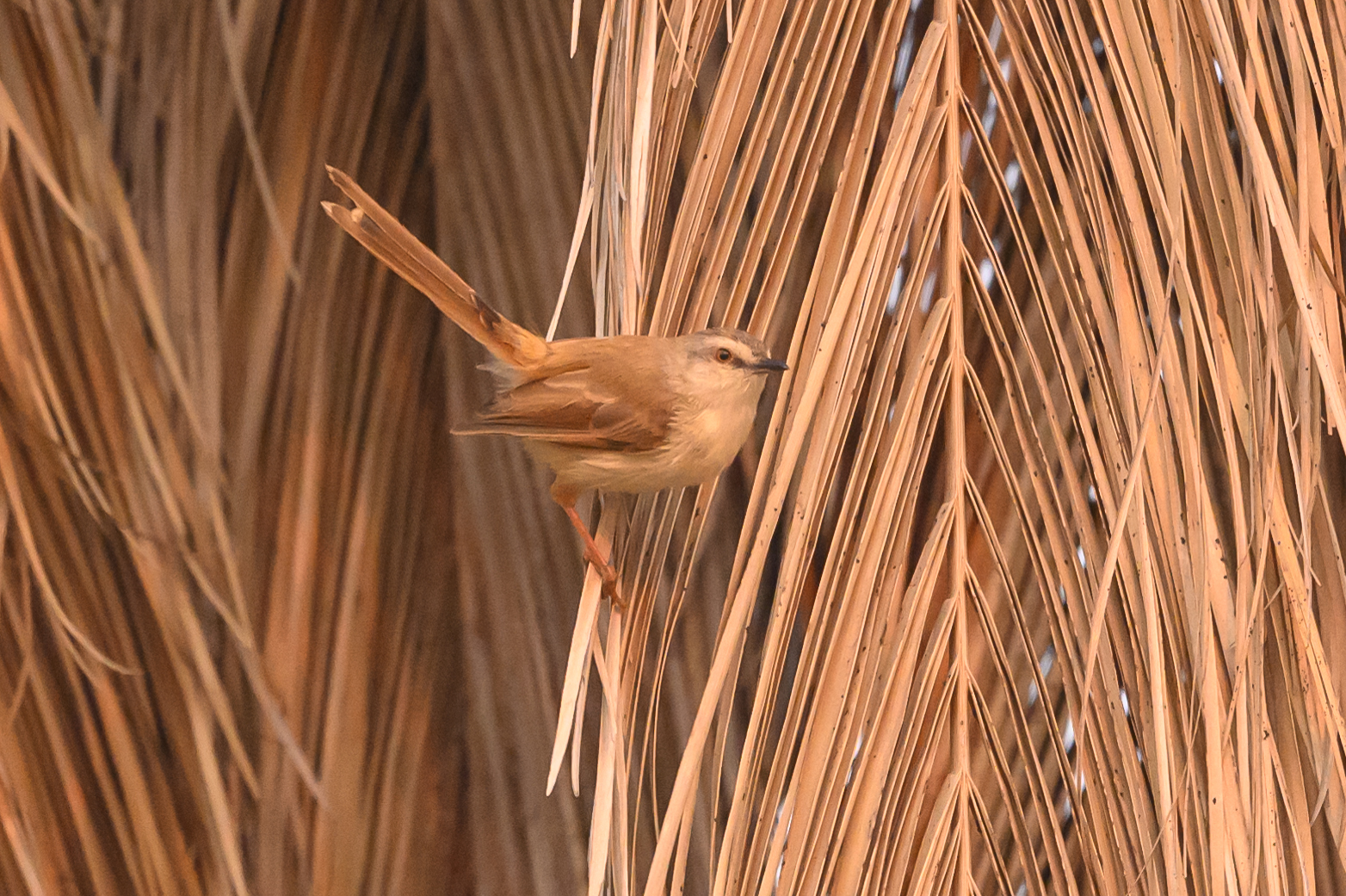 Tawny-flanked Prinia