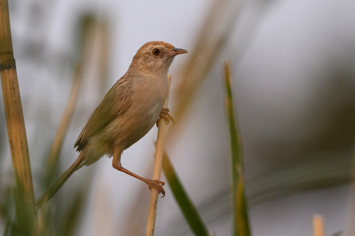 iNaturalist image