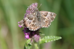 Muschampia floccifera