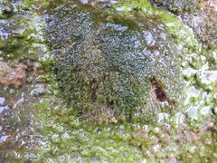 Hydrogonium bolleanum