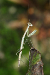 Mantodea