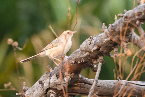 iNaturalist image