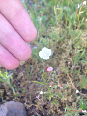 Clarkia epilobioides