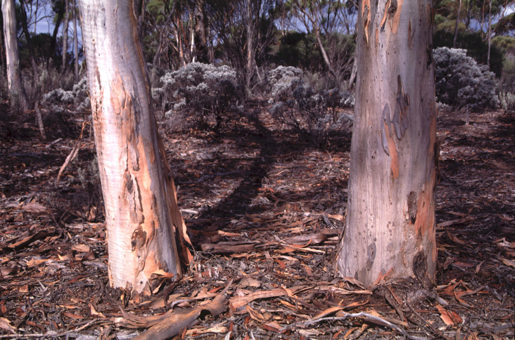 Eucalyptus optima 3