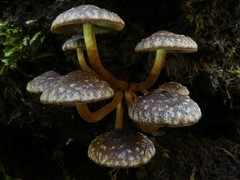 Hypholoma brunneum