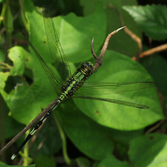 Orthetrum sabina