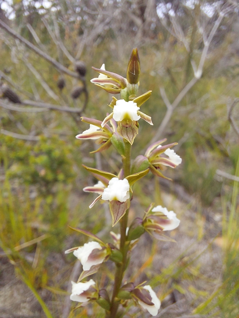 Prasophyllum truncatum