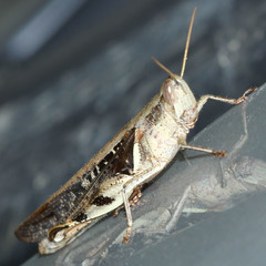 Acrididae