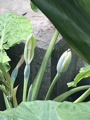 Alocasia macrorrhizos