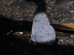 Celastrina lavendularis