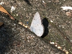 Celastrina lavendularis
