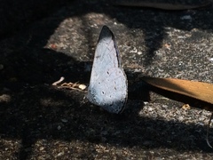 Celastrina lavendularis