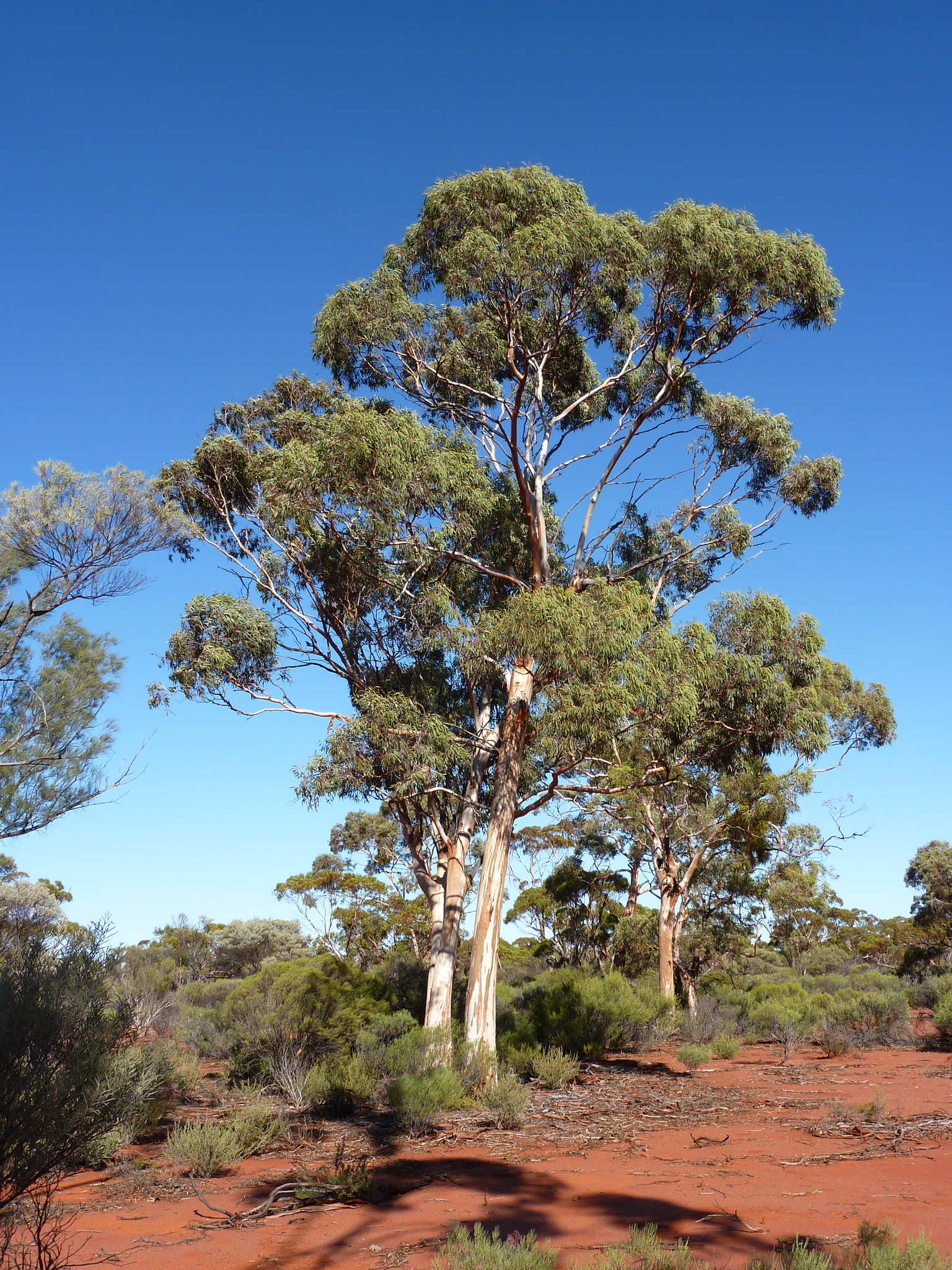 Eucalyptus transcontinentalis