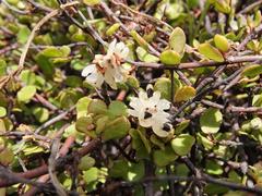 Muehlenbeckia complexa complexa